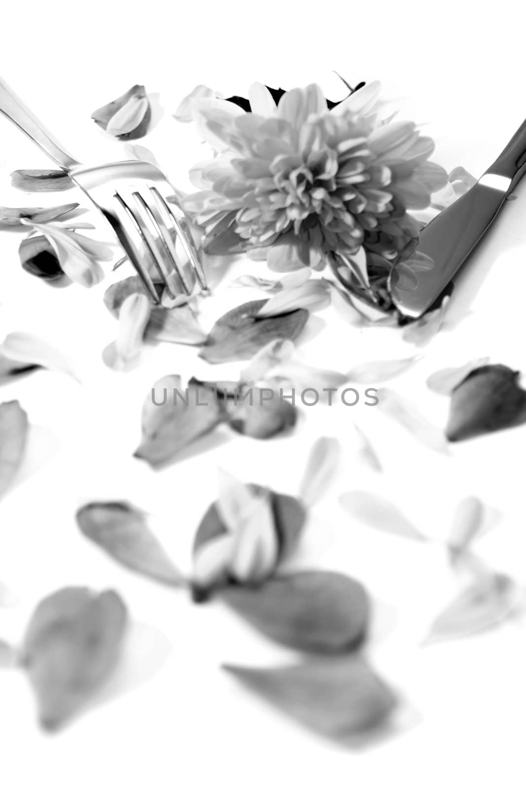 silver fork and knife isolated with dahlia and rose petals for concept on romantic dining in black and white