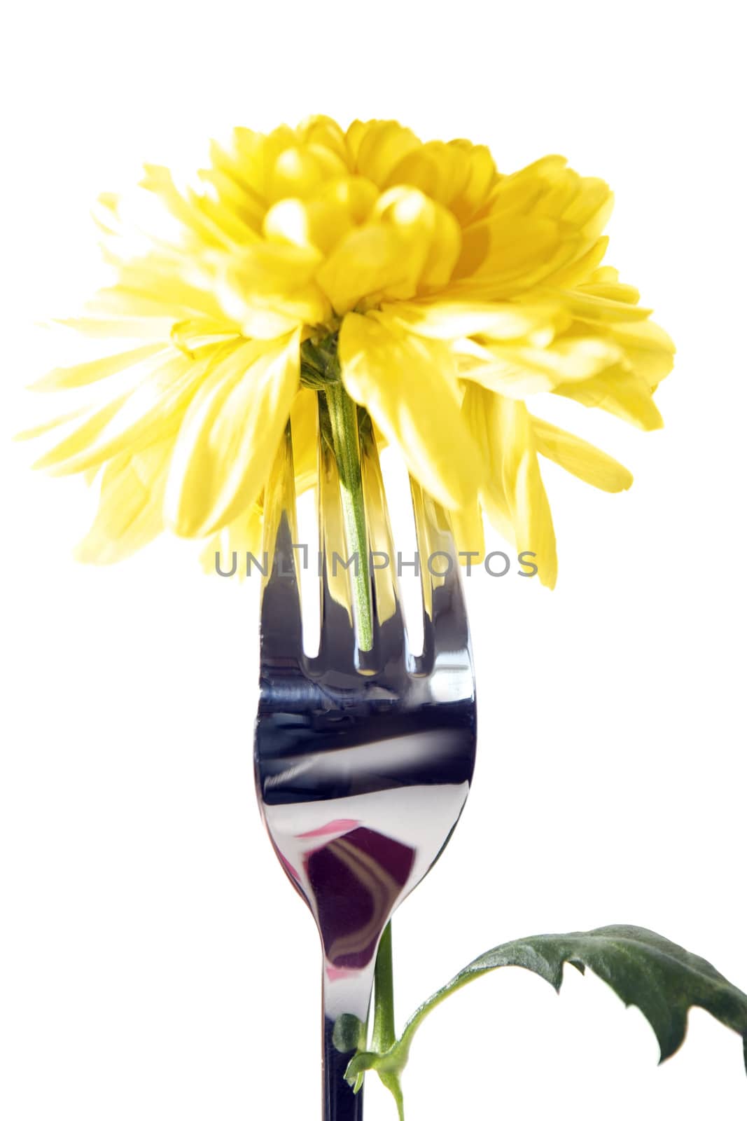 silver fork stuck into dahlia for concept on romantic dining against a white background