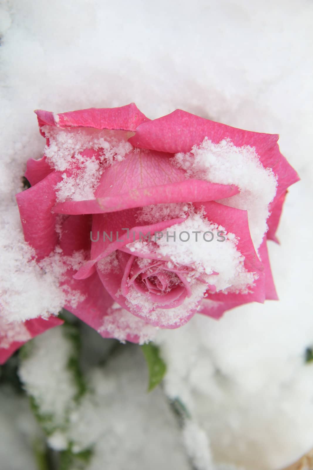Vivid pink rose on snow by studioportosabbia