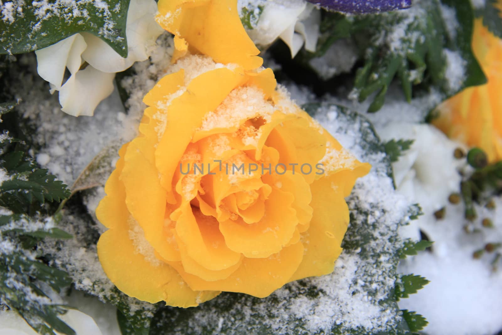 A bright yellow rose in the snow