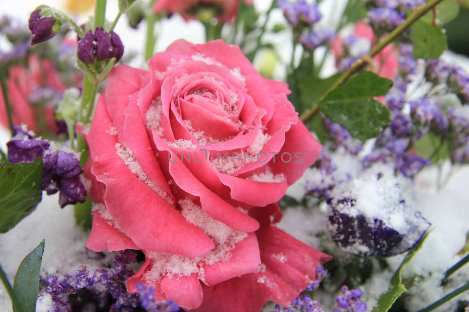 A big pink rose covered with snowflakes