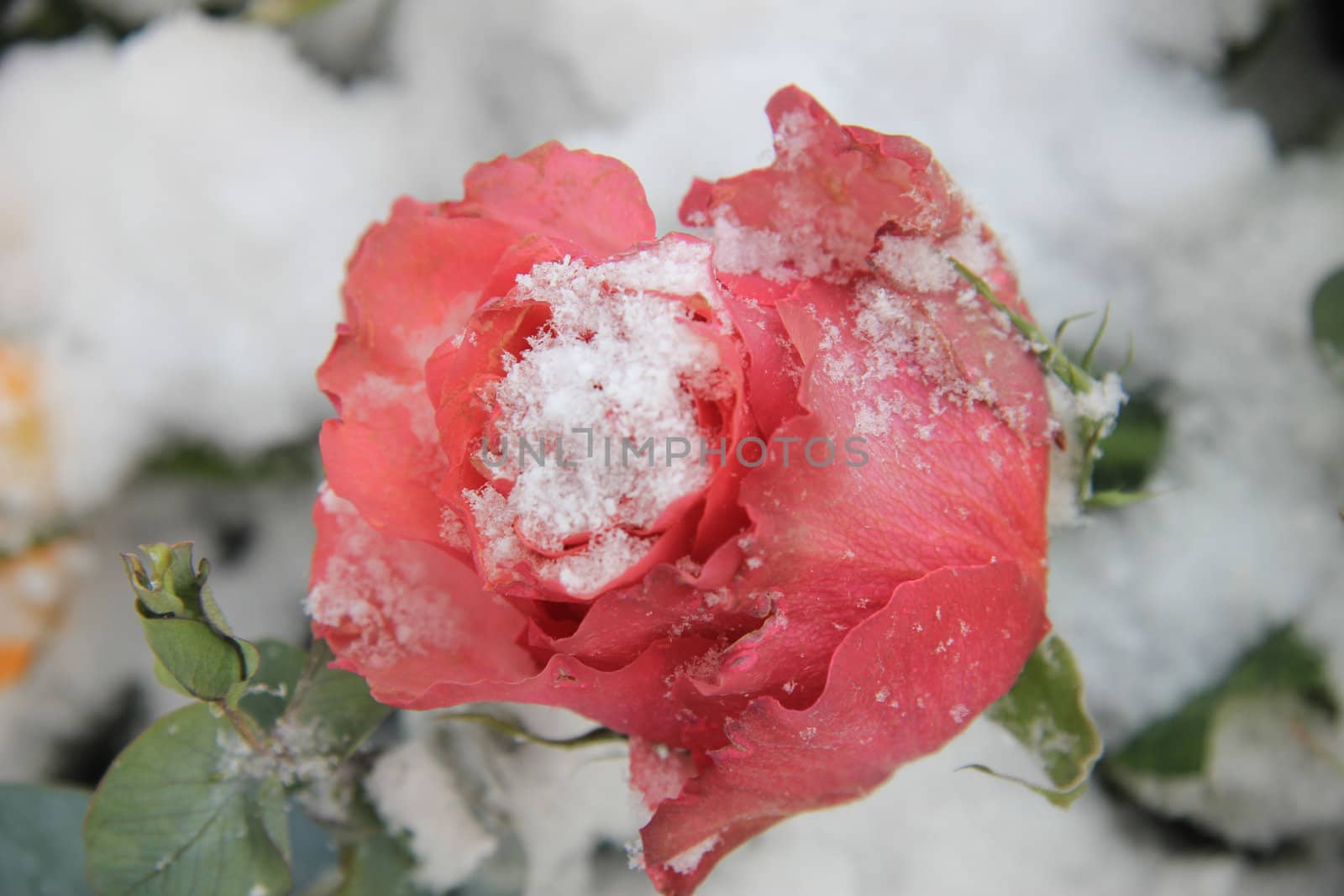 Pink rose in the snow by studioportosabbia