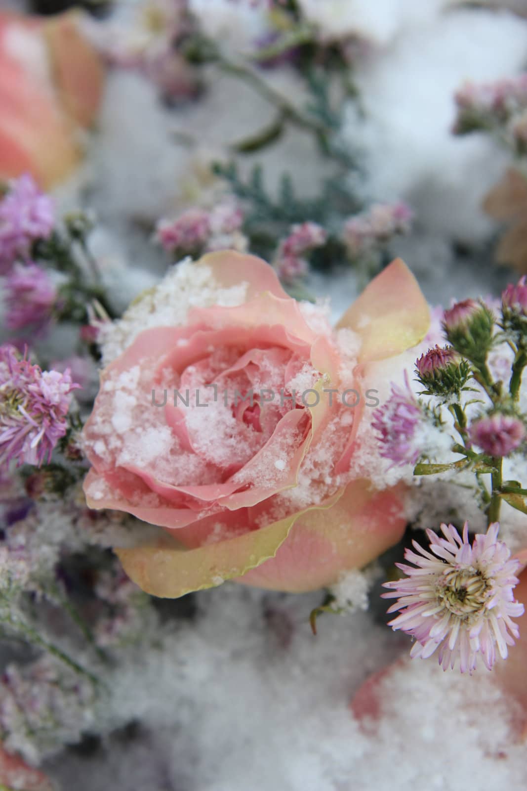 big pink rose on snow by studioportosabbia