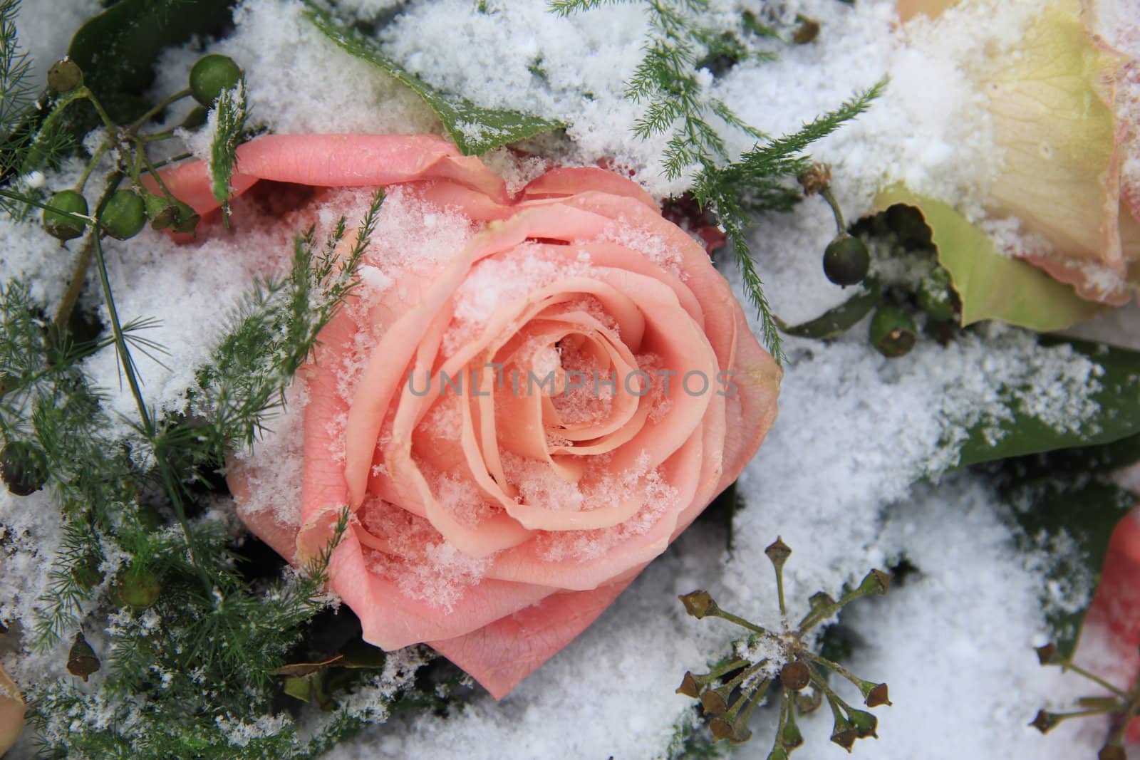 A big pink rose on snow by studioportosabbia