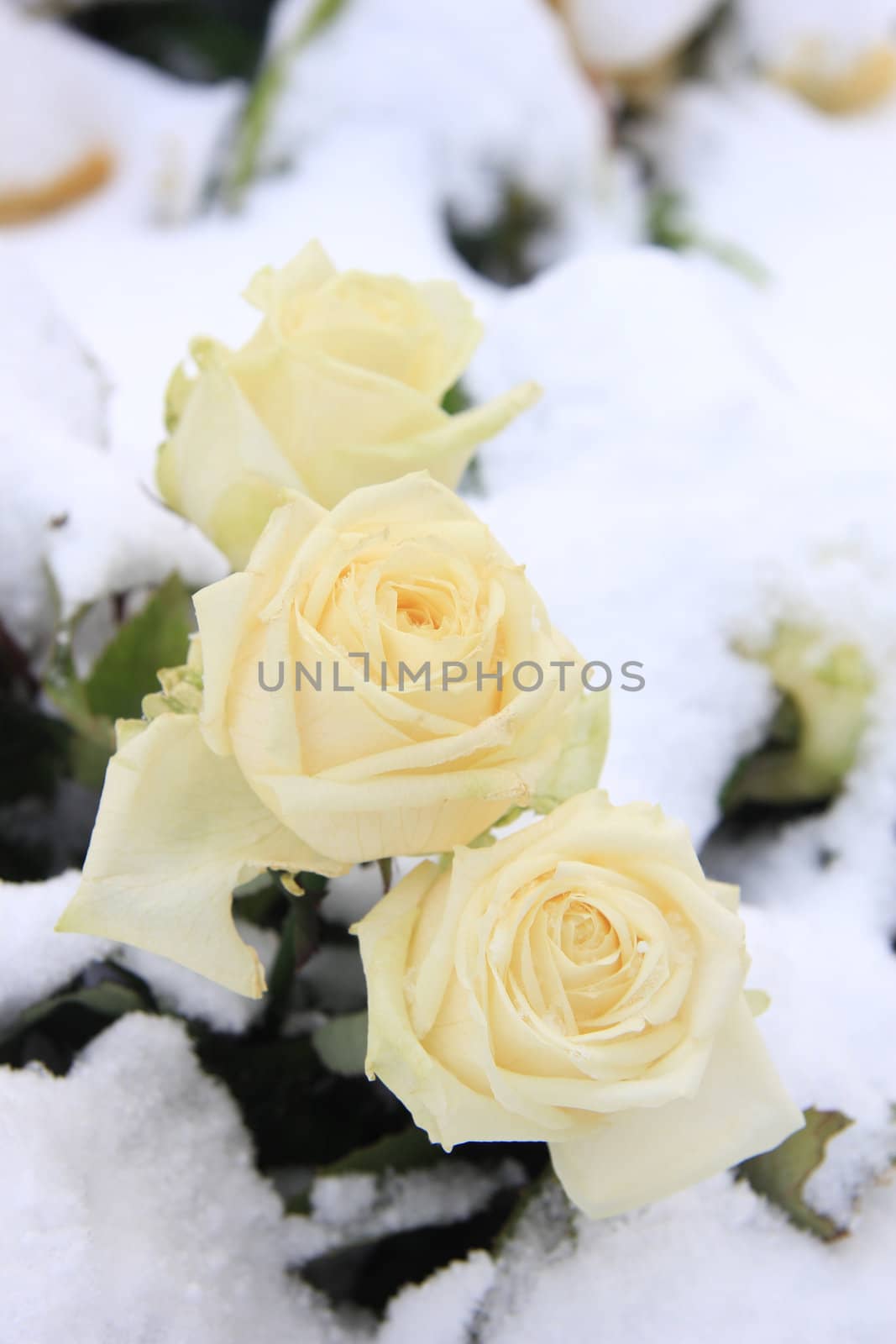 three white roses in the snow by studioportosabbia