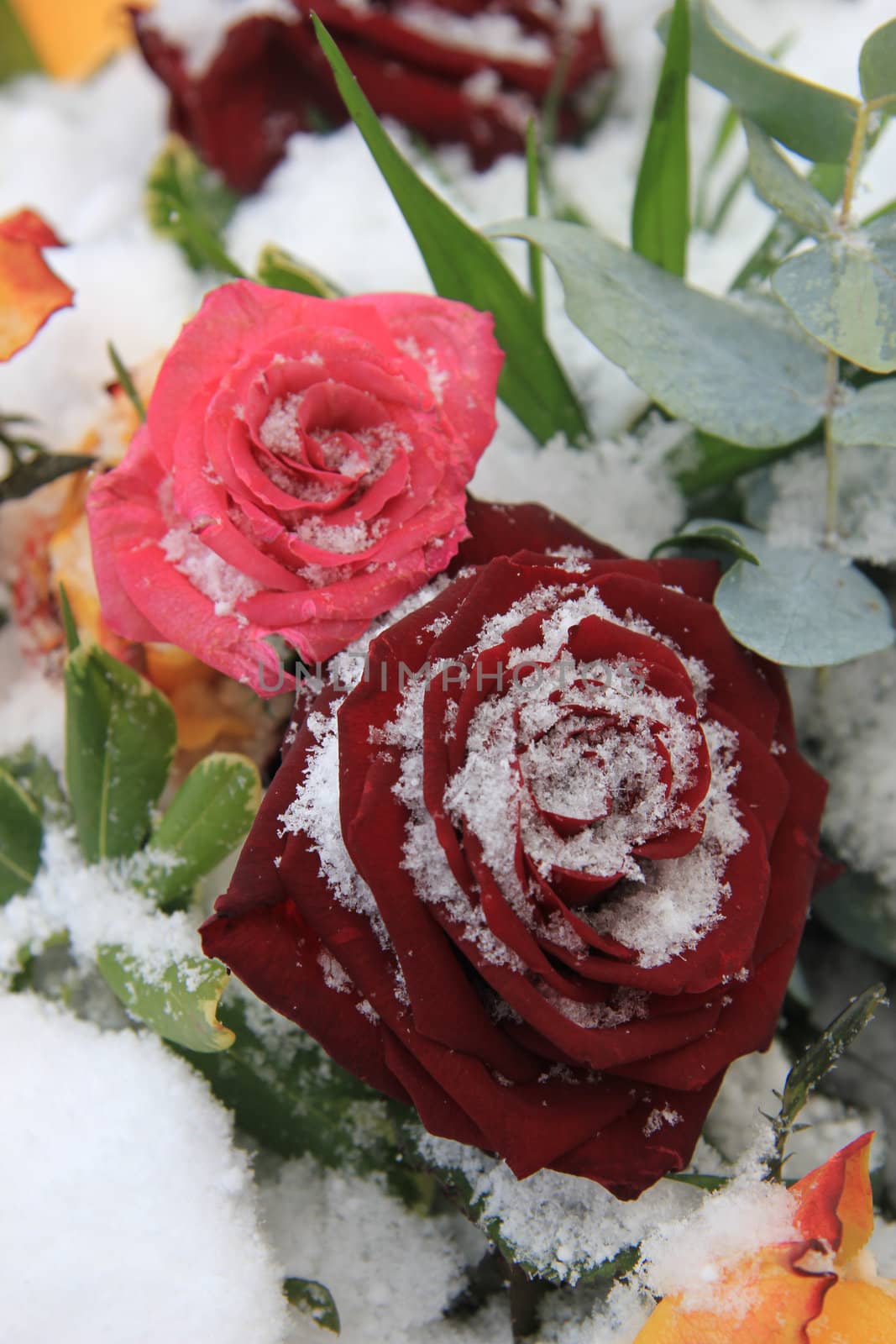 red and pink rose in the snow by studioportosabbia
