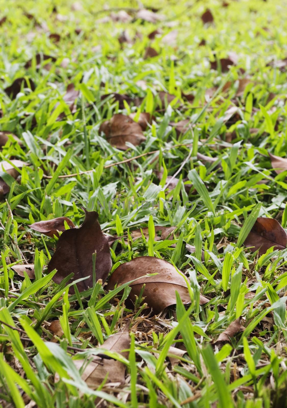 dried leaves on a green grass field, background usage.