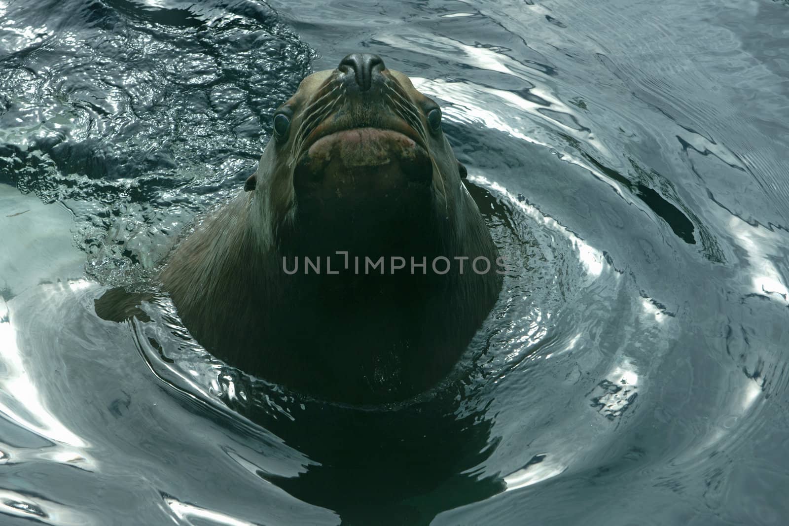 A monster from the sea pops it head above water in Seward - Alas by Claudine