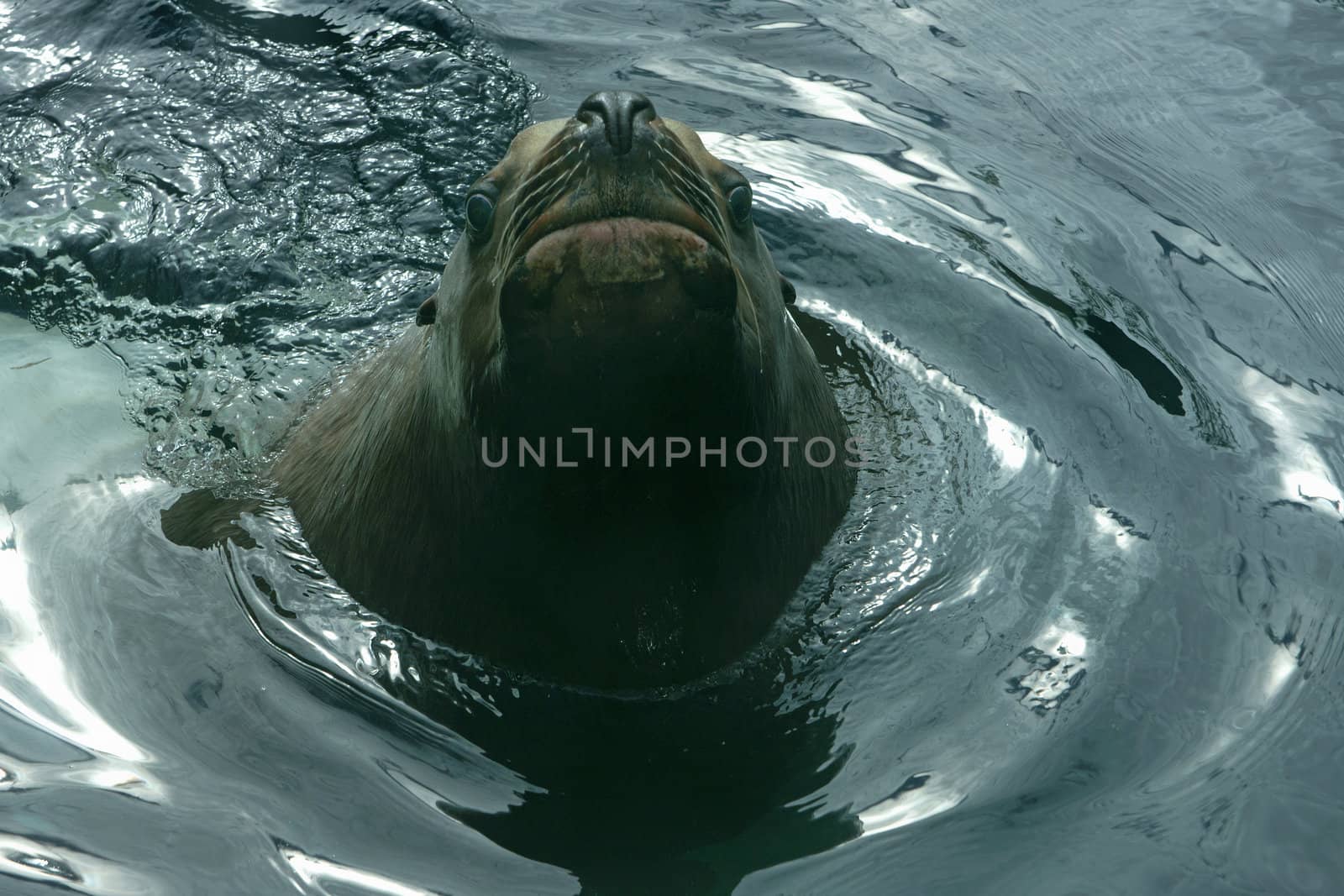 A sea-lion says hello.