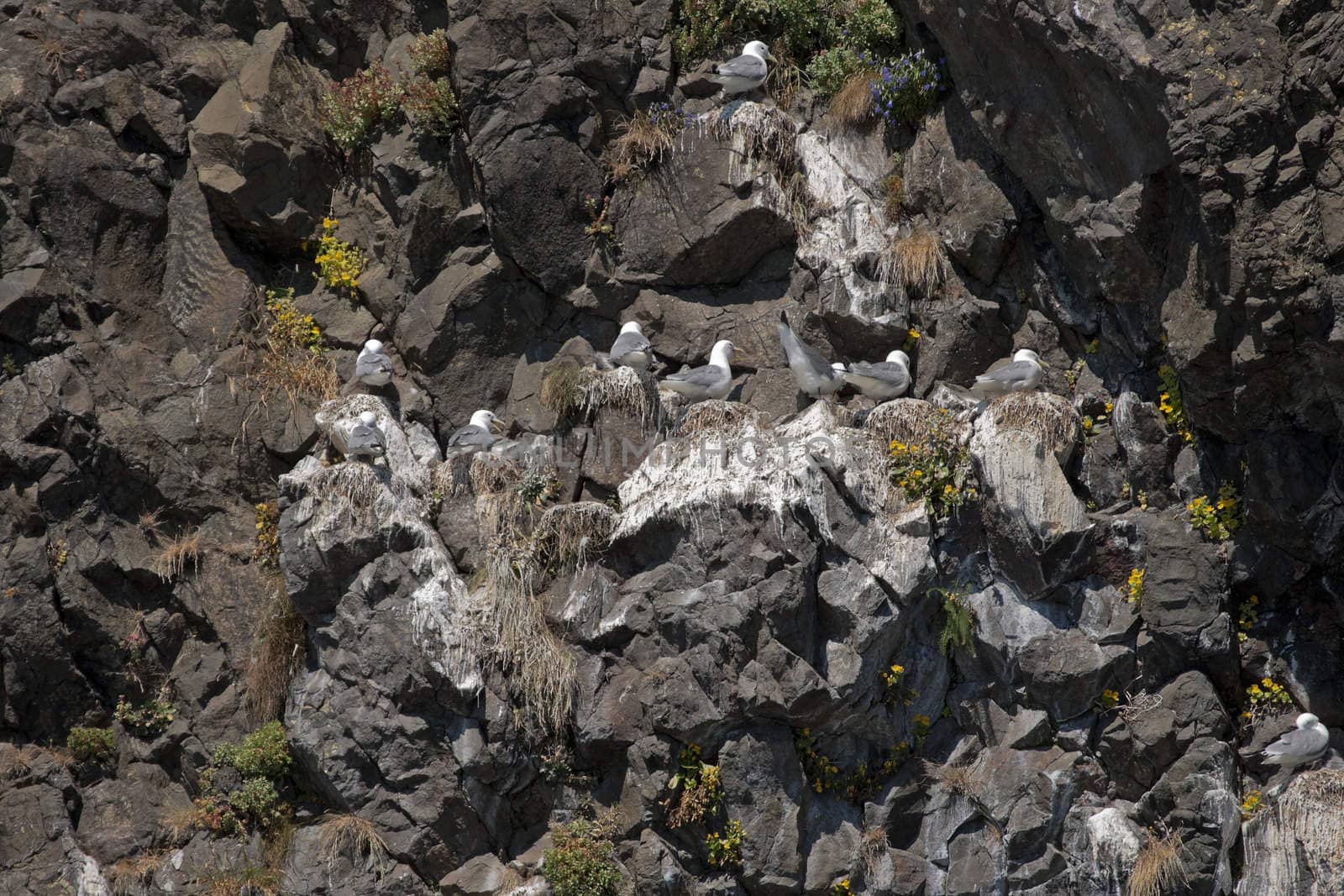 Seagull nests and flowers on the rocks at Resurrection Bay in Al by Claudine
