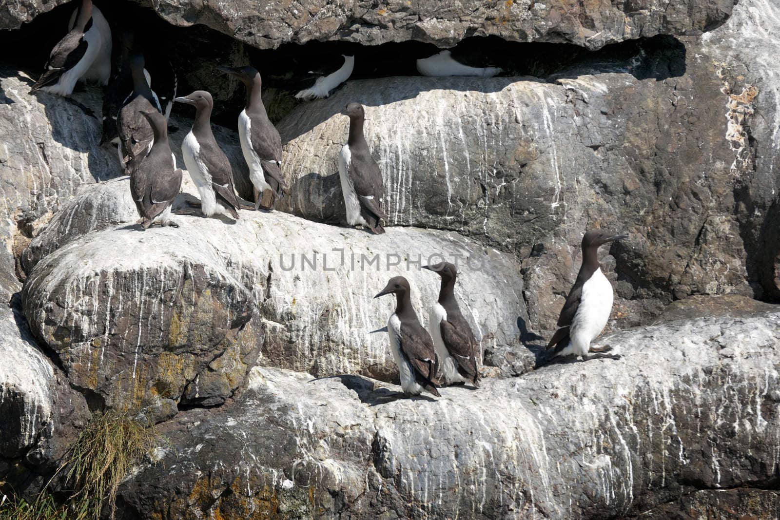Brown white murres on the rocks at Resurrection Bay - Alaska. by Claudine