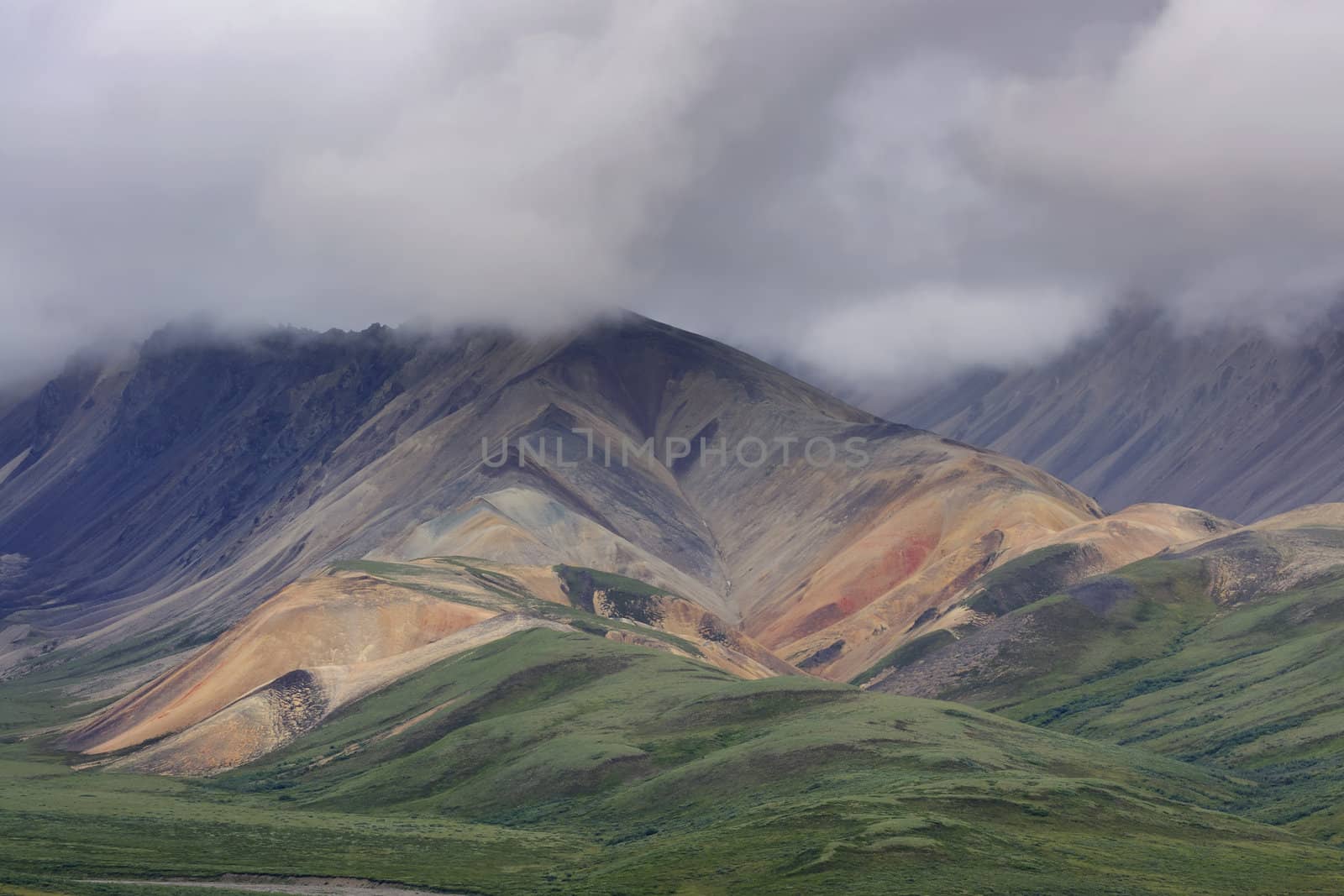 Multiple summer colors in the hills of Denali - Alaska. by Claudine