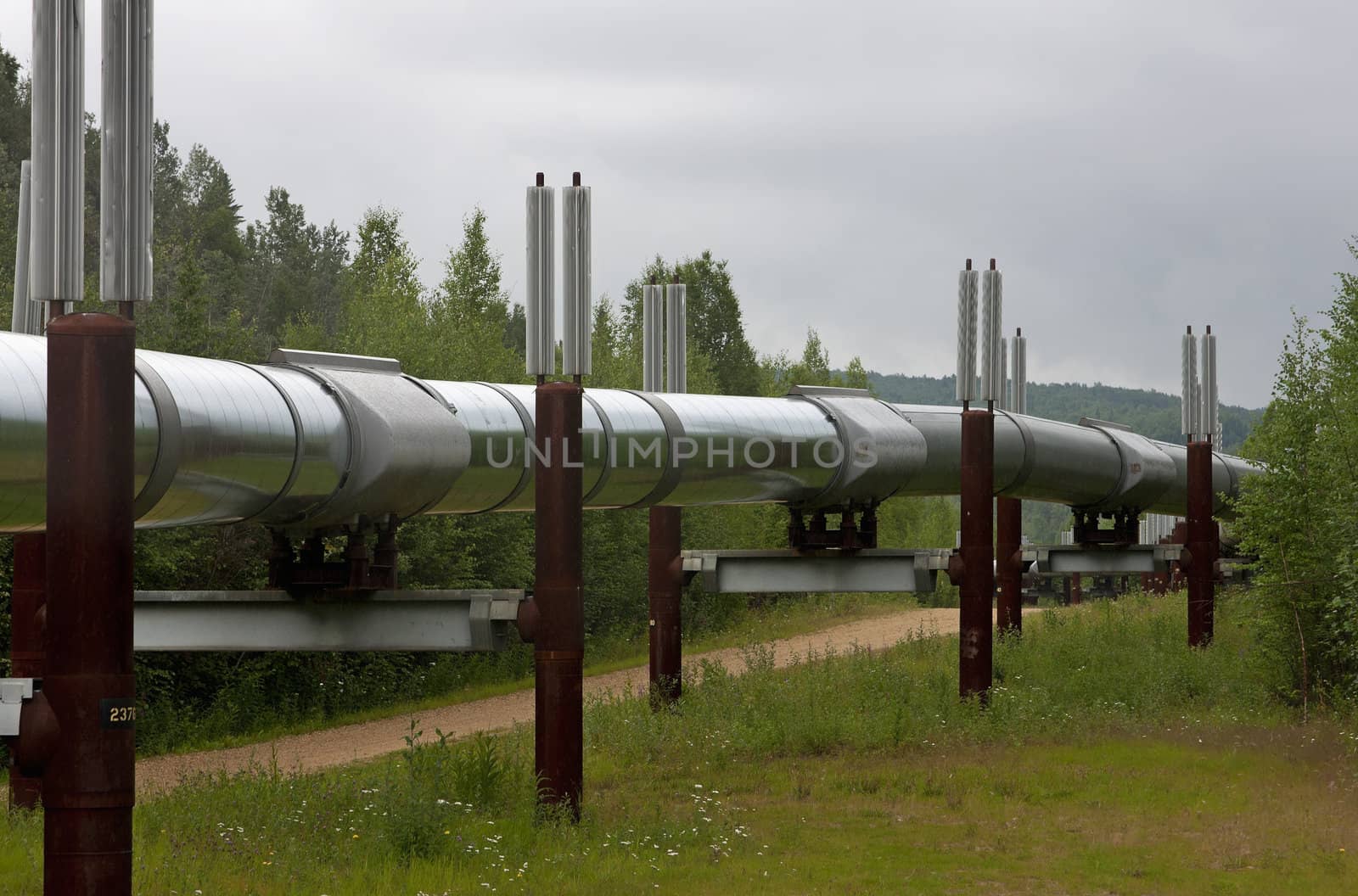 Section of the Trans Alaska Pipeline near Fairbanks. by Claudine