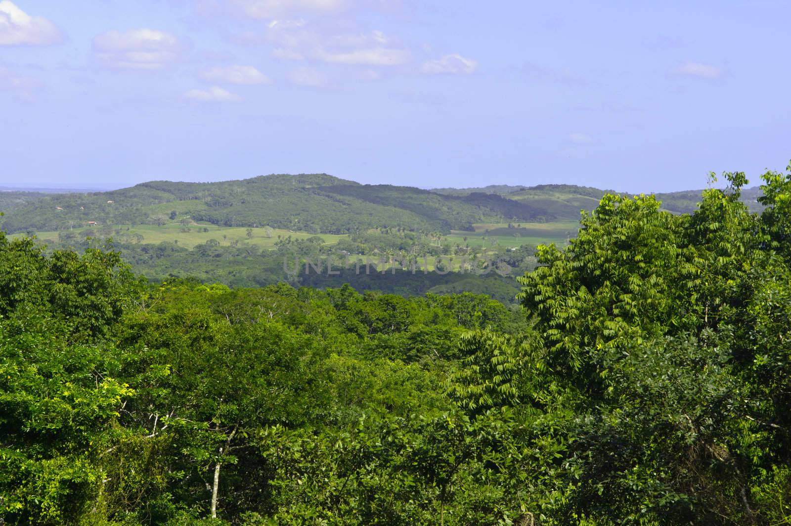 Tropical Rainforest in Belize