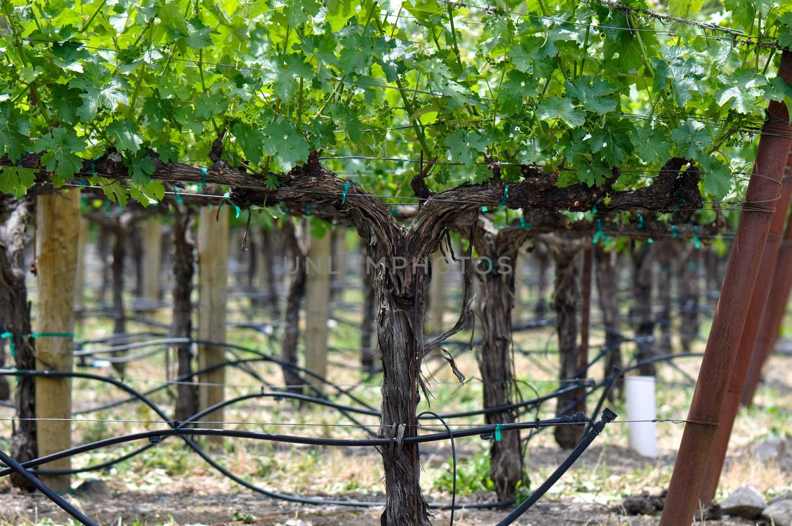 Grapevine in Spring