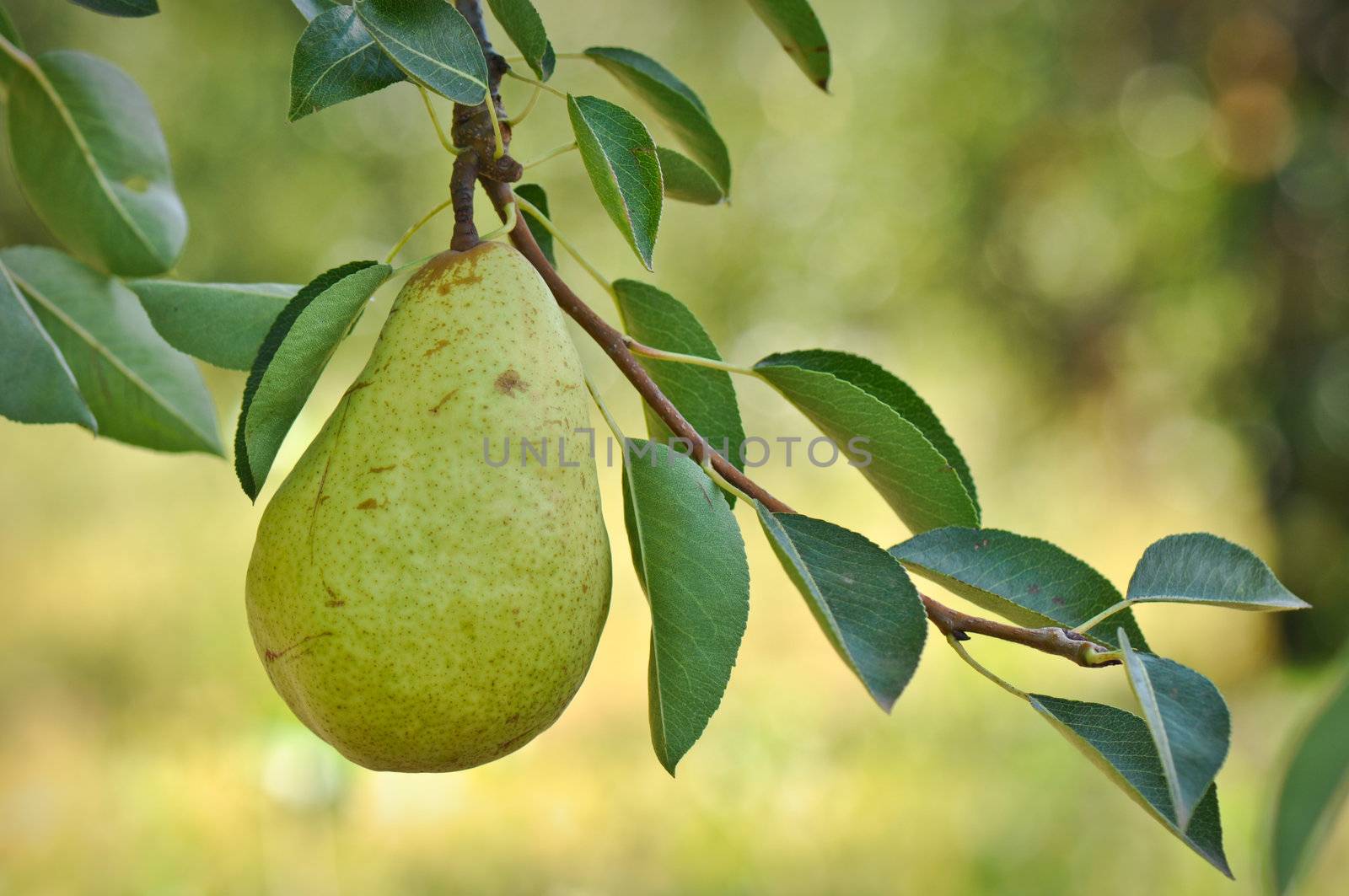 Pear on a Tree