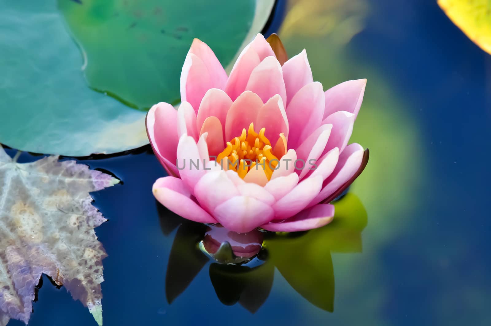 Pink Lotus Flower