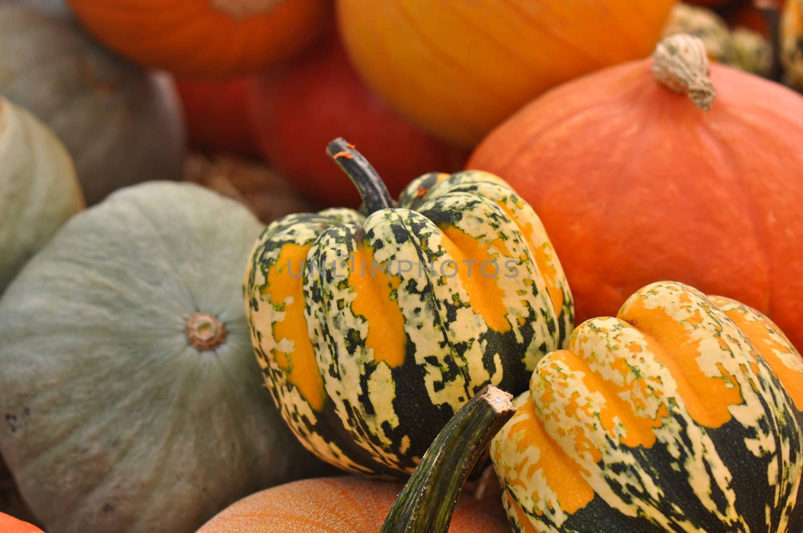 Thanksgiving Pumpkins and Gourds