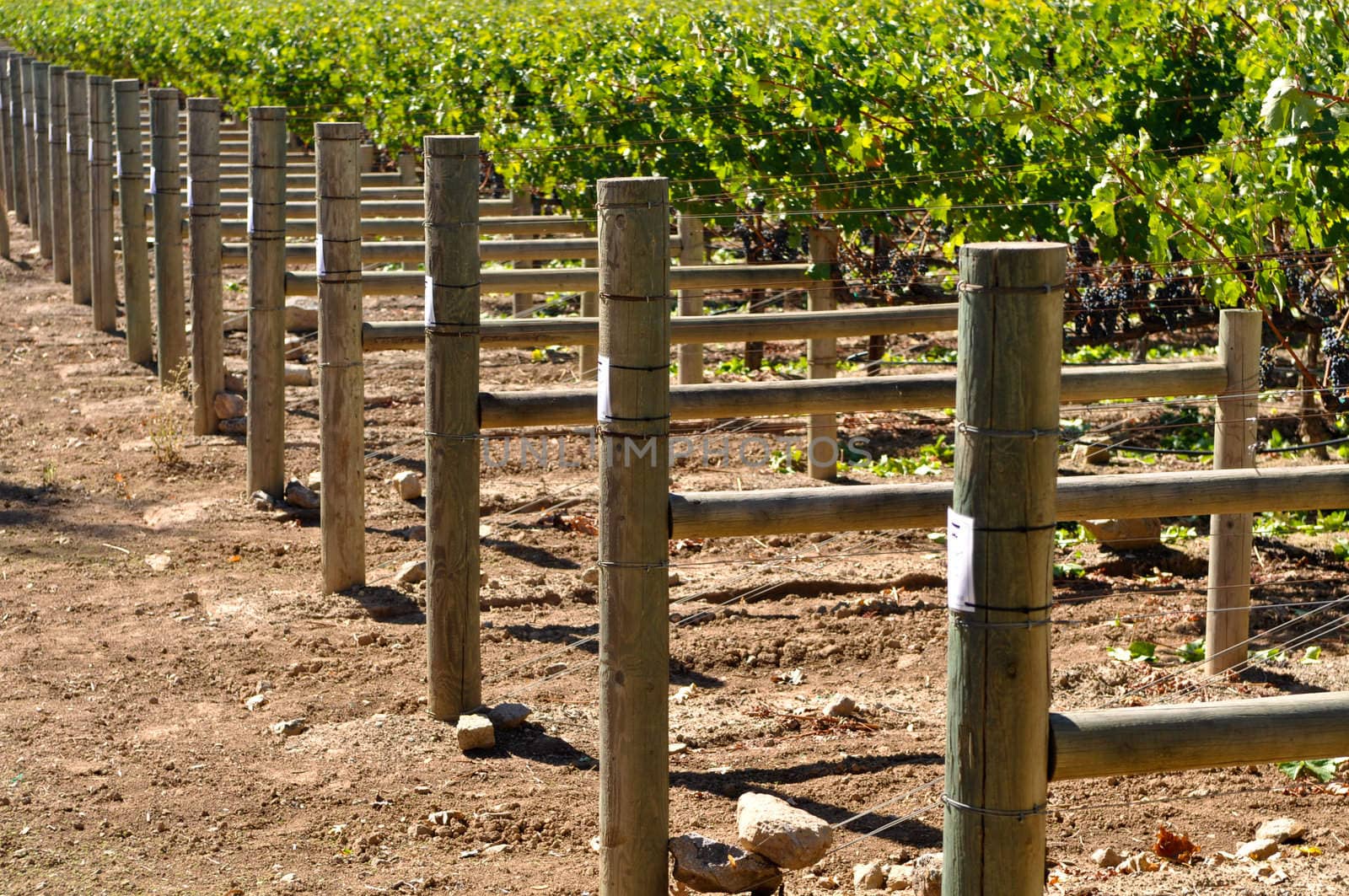 Wine Vineyard Grapes in a Row