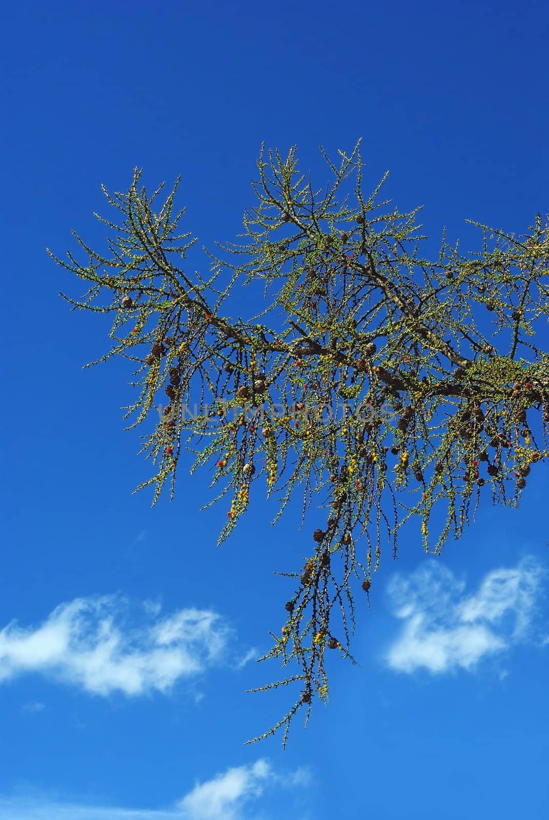 Larch cone on a branch with needles against the blue sky