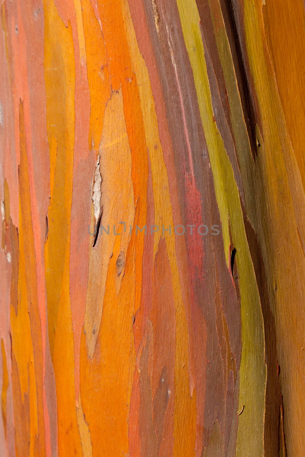 Close up of trunk of eucalyptus tree showing colorful patterns