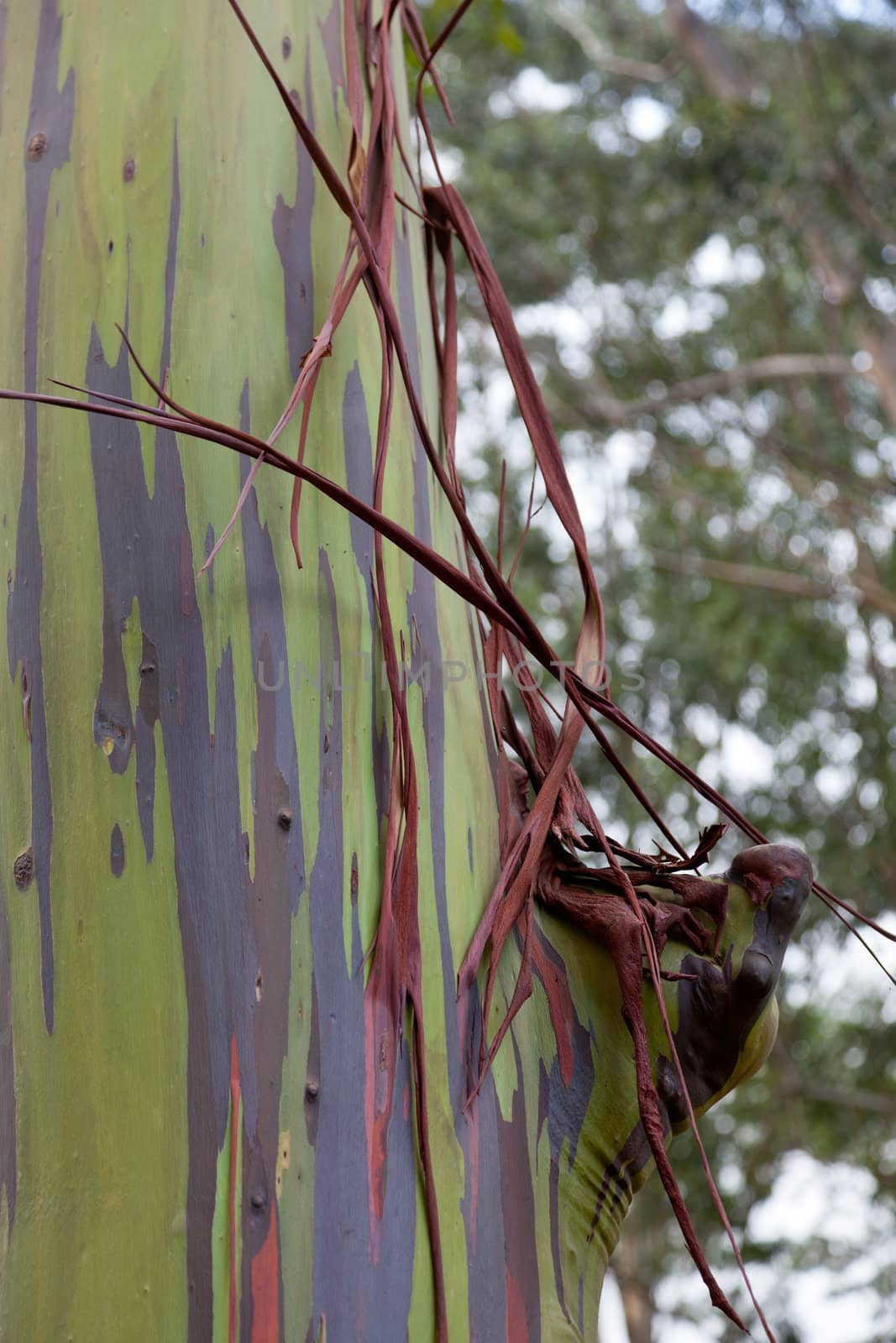 Close up of trunk of eucalyptus tree showing colorful patterns