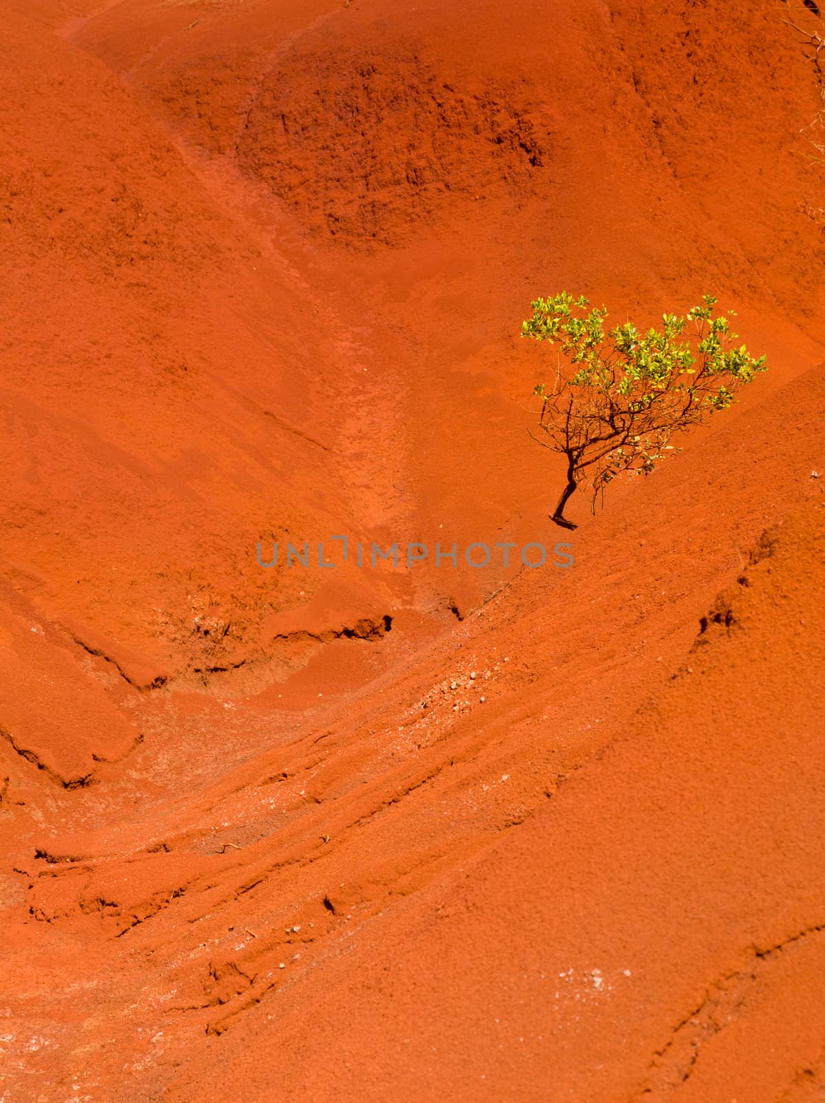Red sandstone rocks in Waimea Canyon on Kauai with single green tree
