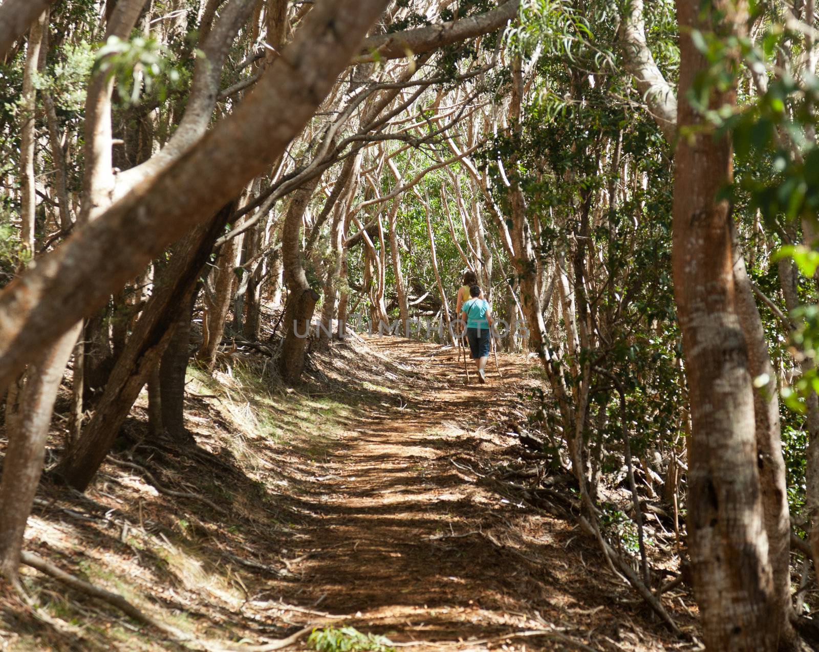 Two female walkers on forest trail along Waimea Canyon in Kauai Hawaii