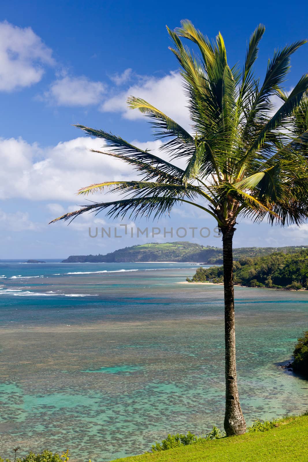 Palm tree frames sealodge and anini beach in Kauai with Kilauea lighthouse