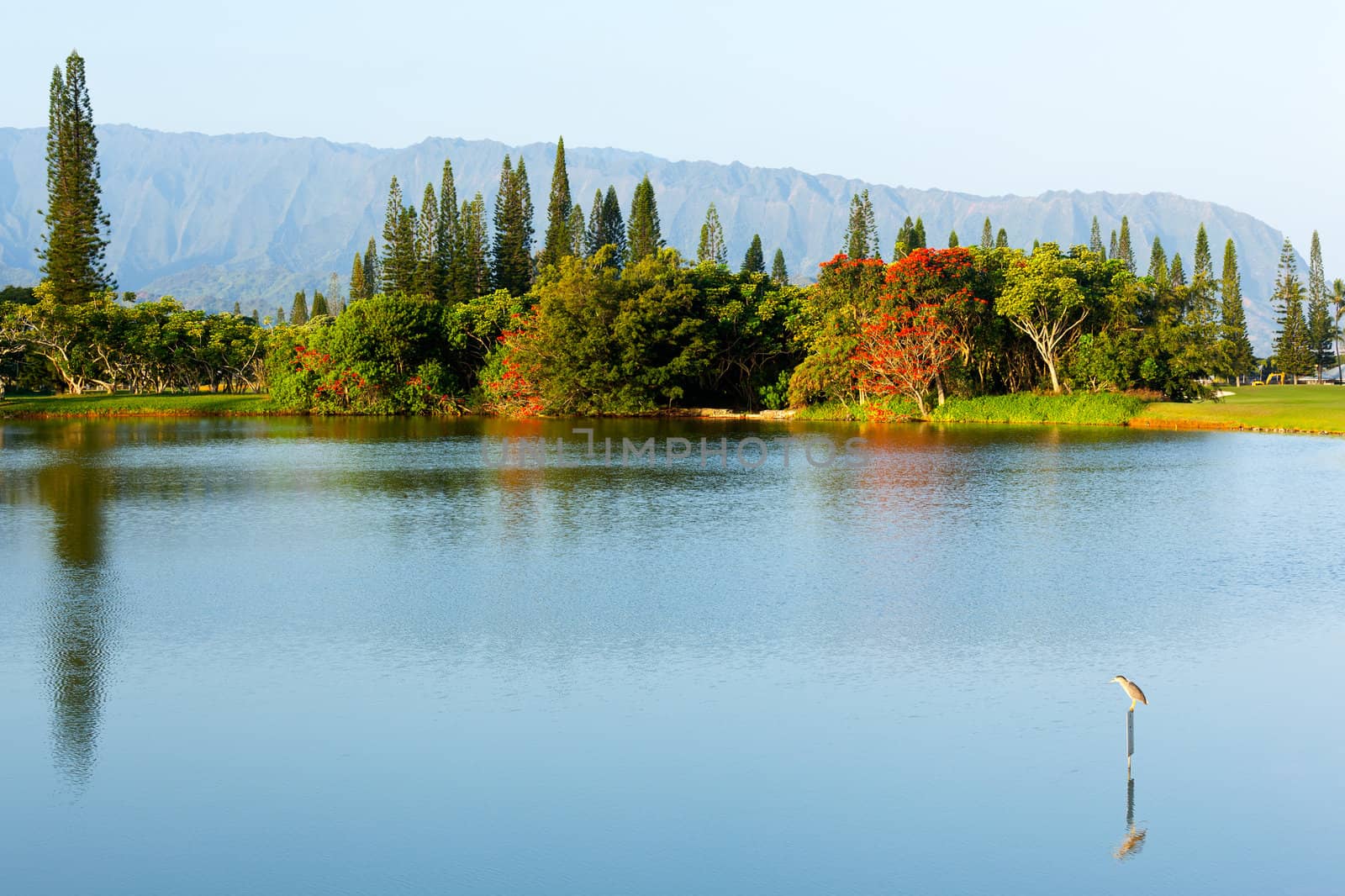 Ridges of the Na Pali mountains from Princeville in Kauai with lake, bird and flowering trees