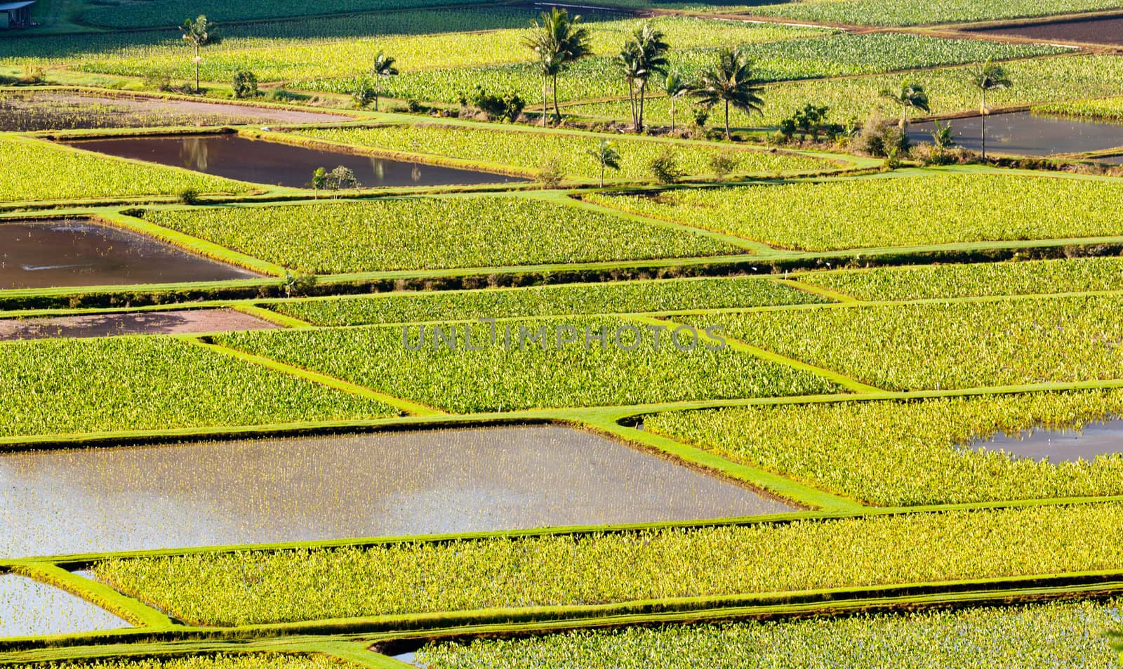 Hanalei Valley on island of Kauai with taro ponds pattern