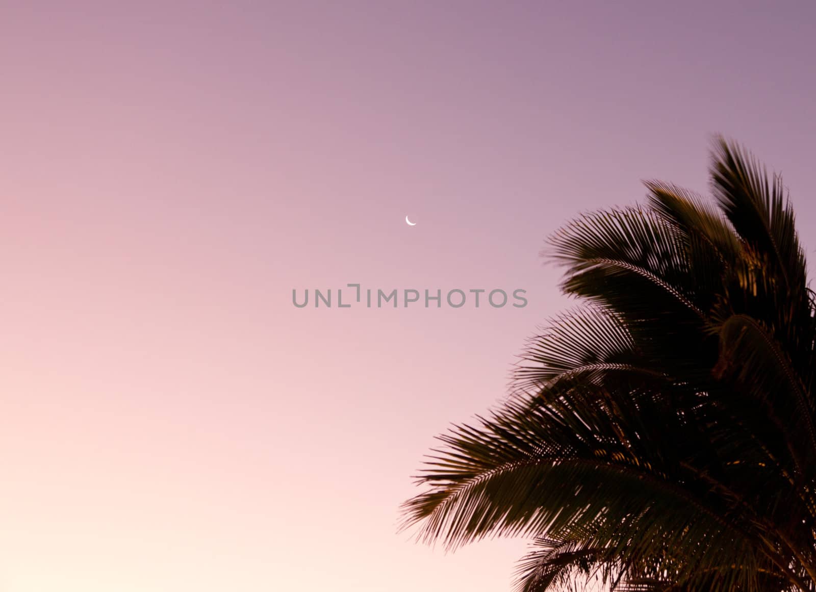 Sunrise with palm tree and crescent moon in sky