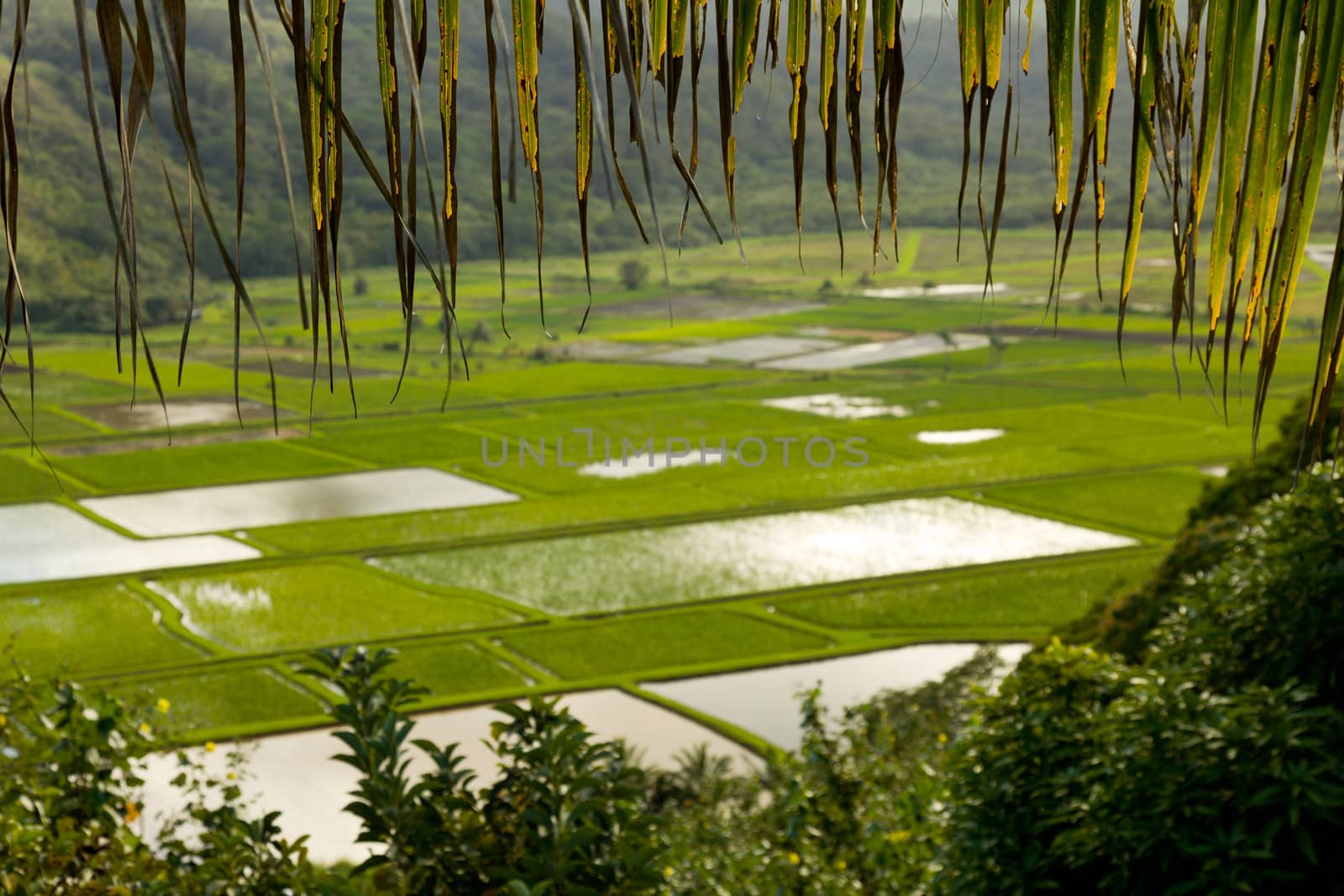 Hanalei Valley on island of Kauai with framing from palm fronds