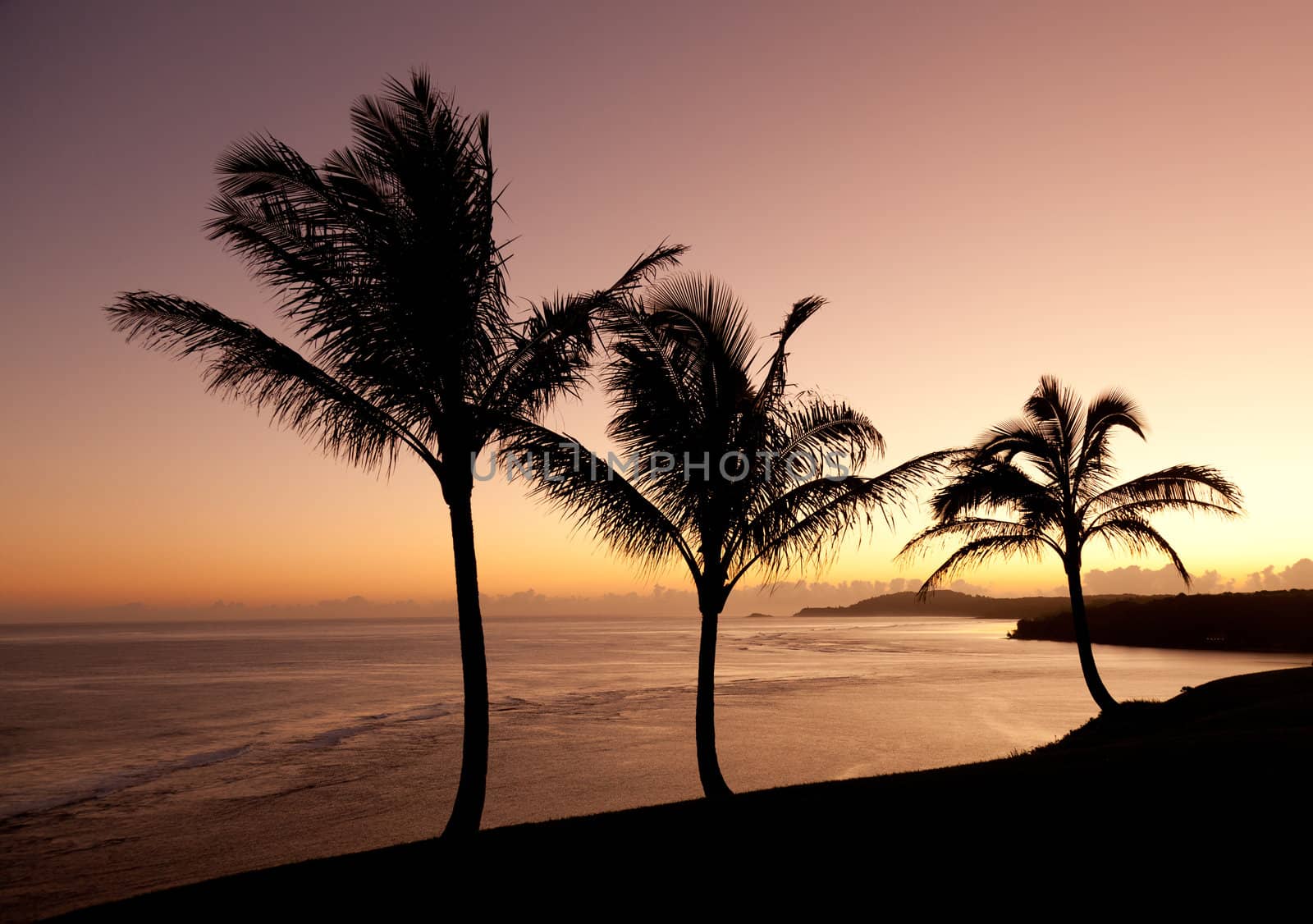 Sunrise with palm trees with Kilauea lighthouse in the distance