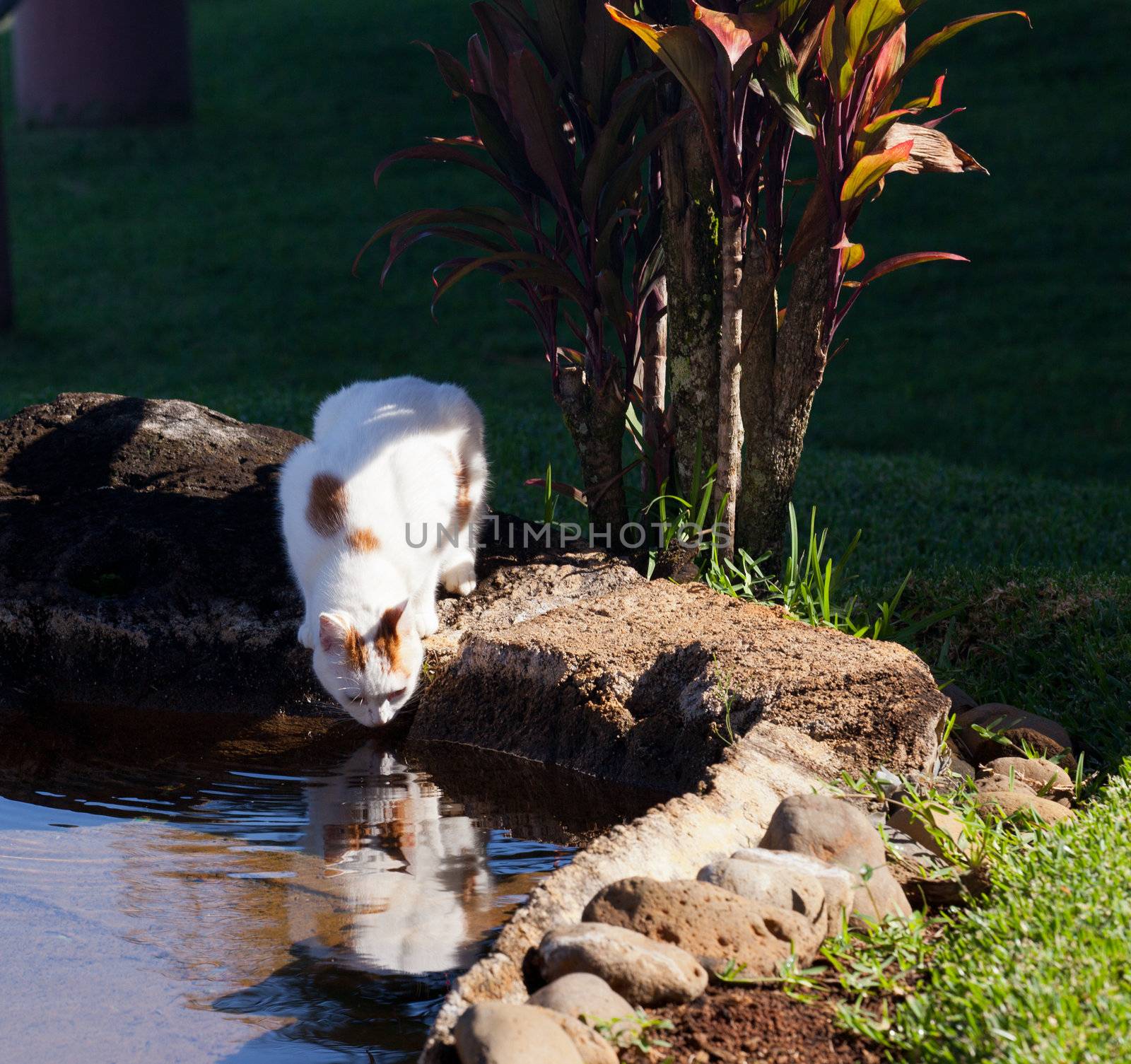 Domestic cat drinking water from pool in garden and reflection
