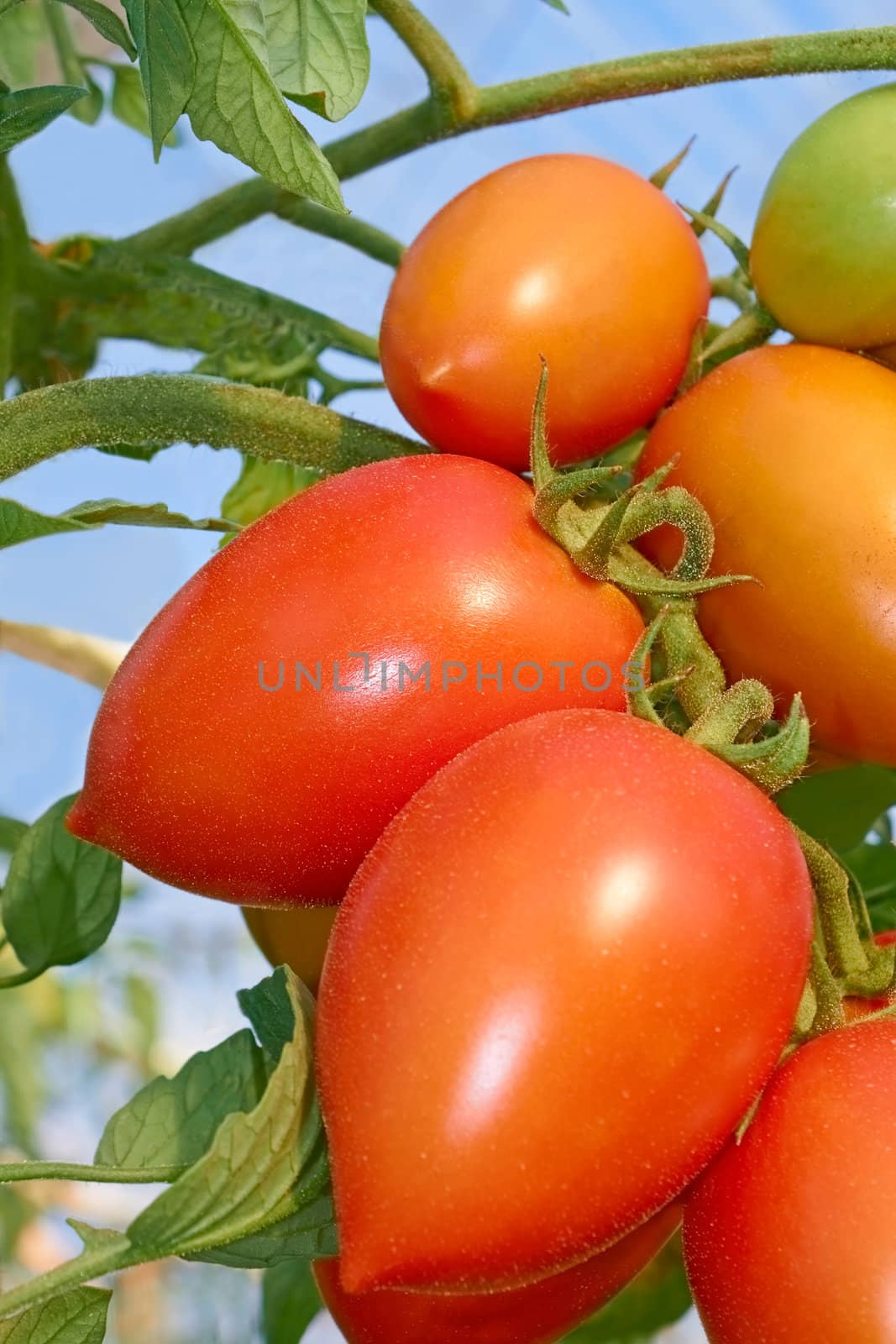 Red tomatoes in greenhouse by qiiip