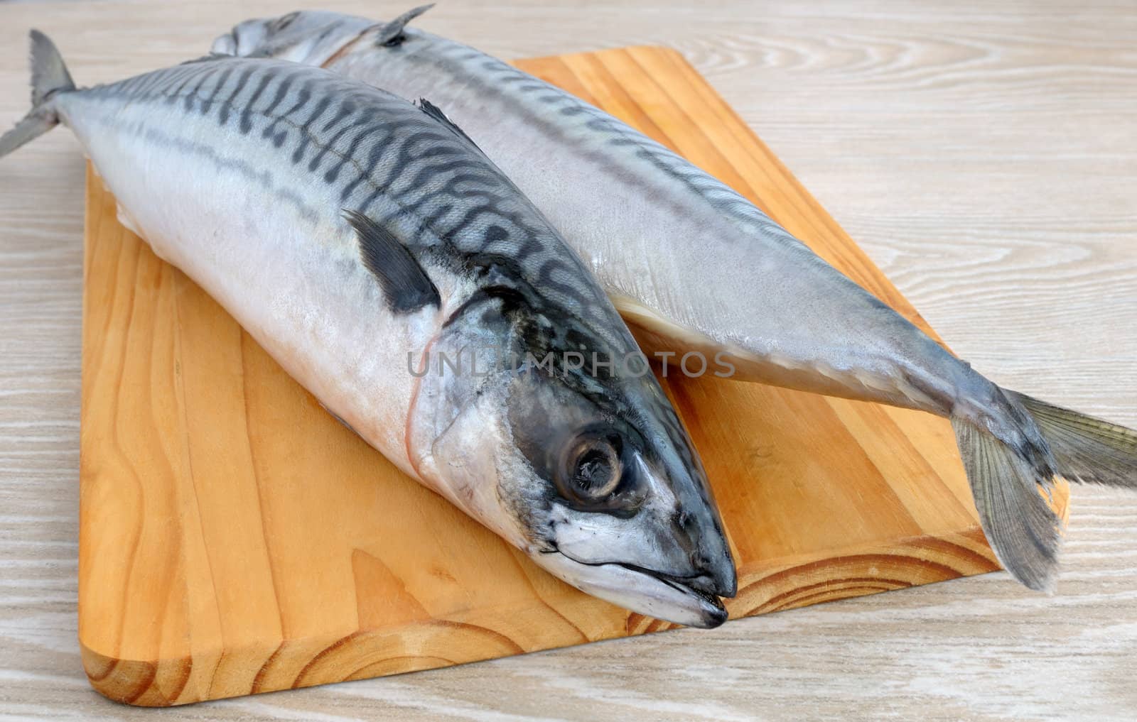 Fresh mackerel on a wooden board close-up