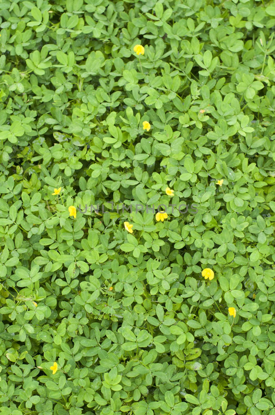 plant texture background with tiny leaves