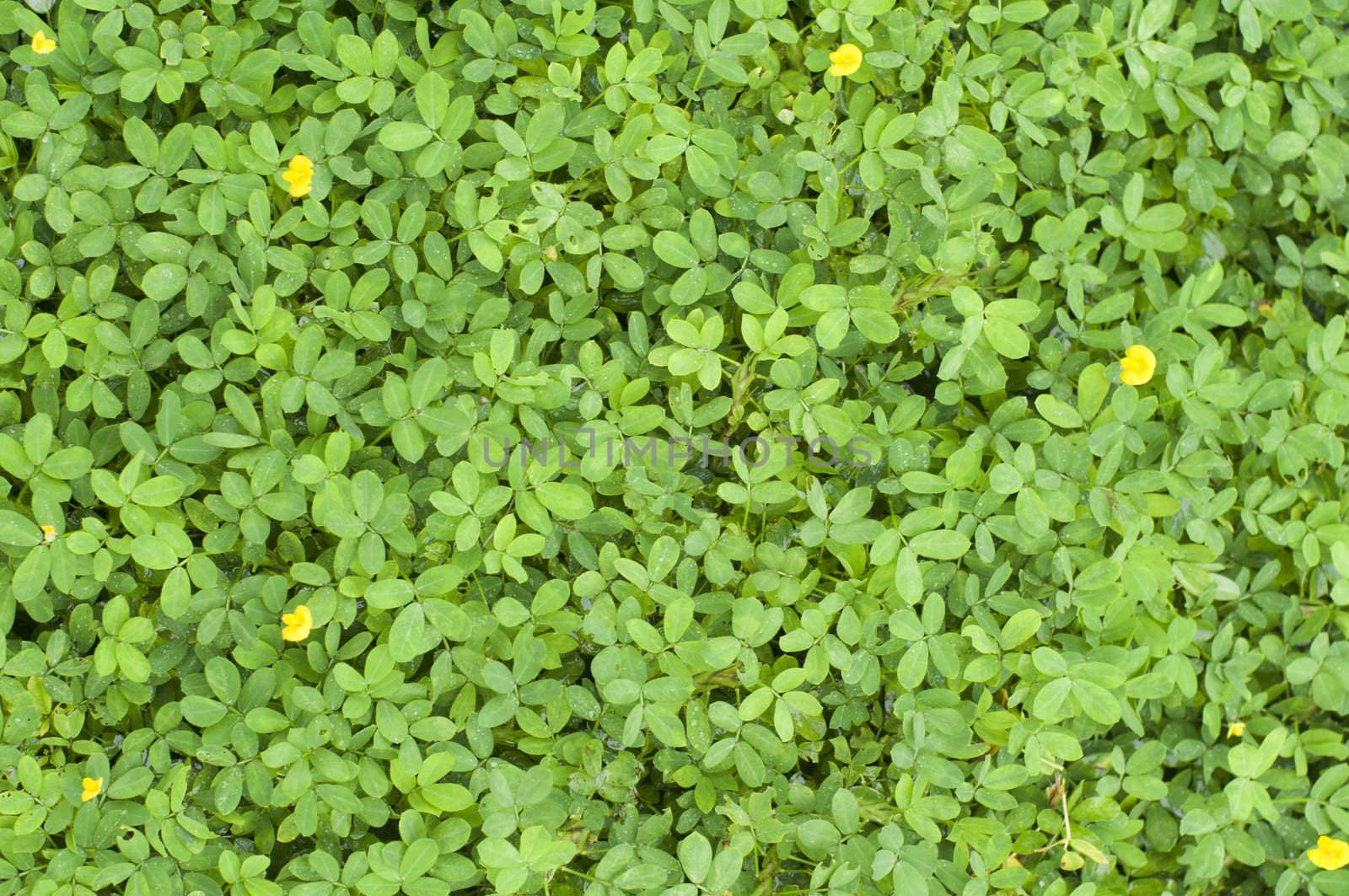 plant texture background with tiny leaves