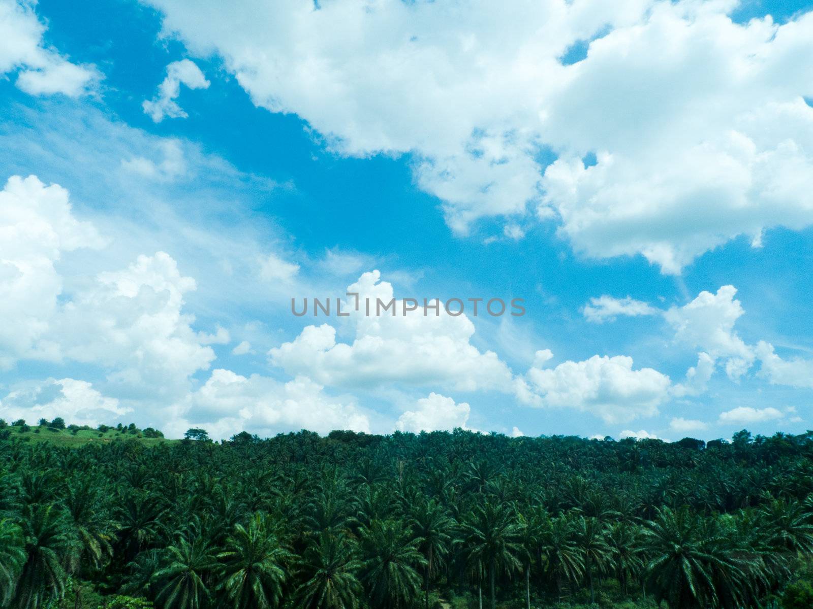 Palm trees plantations against blue sky with clouds.