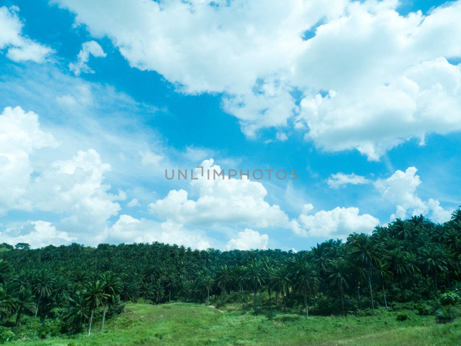 blue sky with palm oil tree plantation