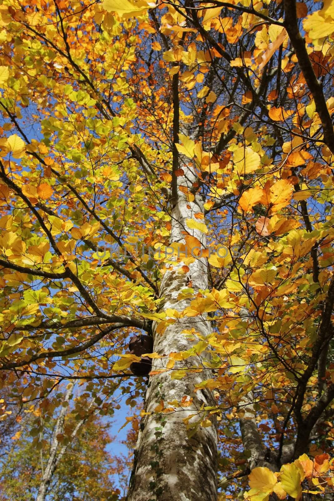 Autumn colorful leaves on tree as background