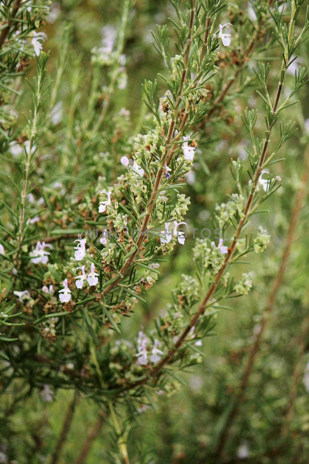 Rosemary by Elenaphotos21