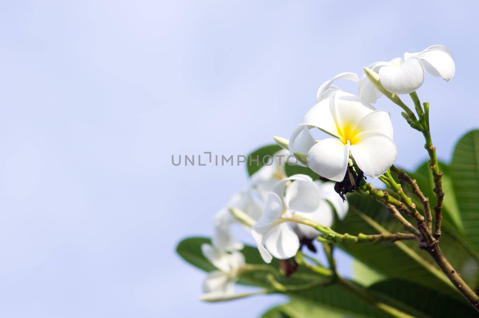 close up of white frangipani under soft light.