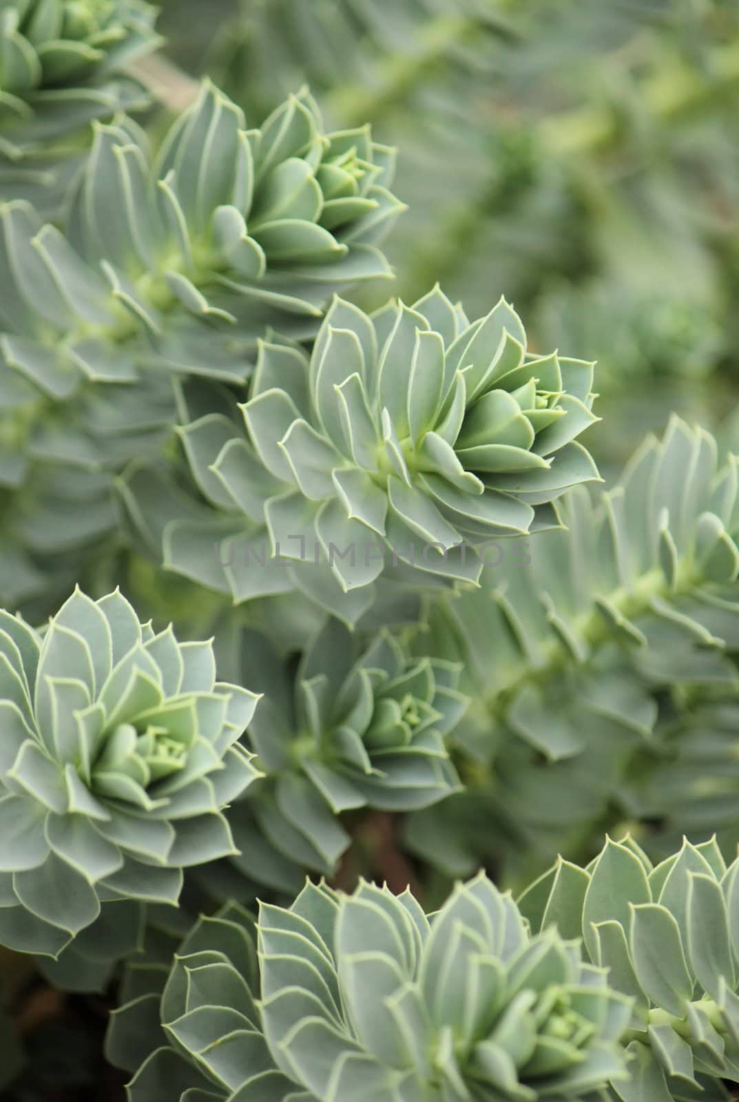 Myrtle Spurge - Euphorbia myrsinites by Elenaphotos21