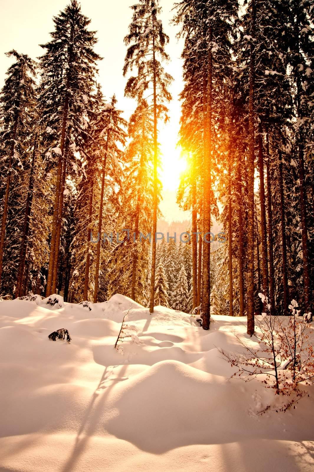 Sunset in Winter Forest, taken in Austria