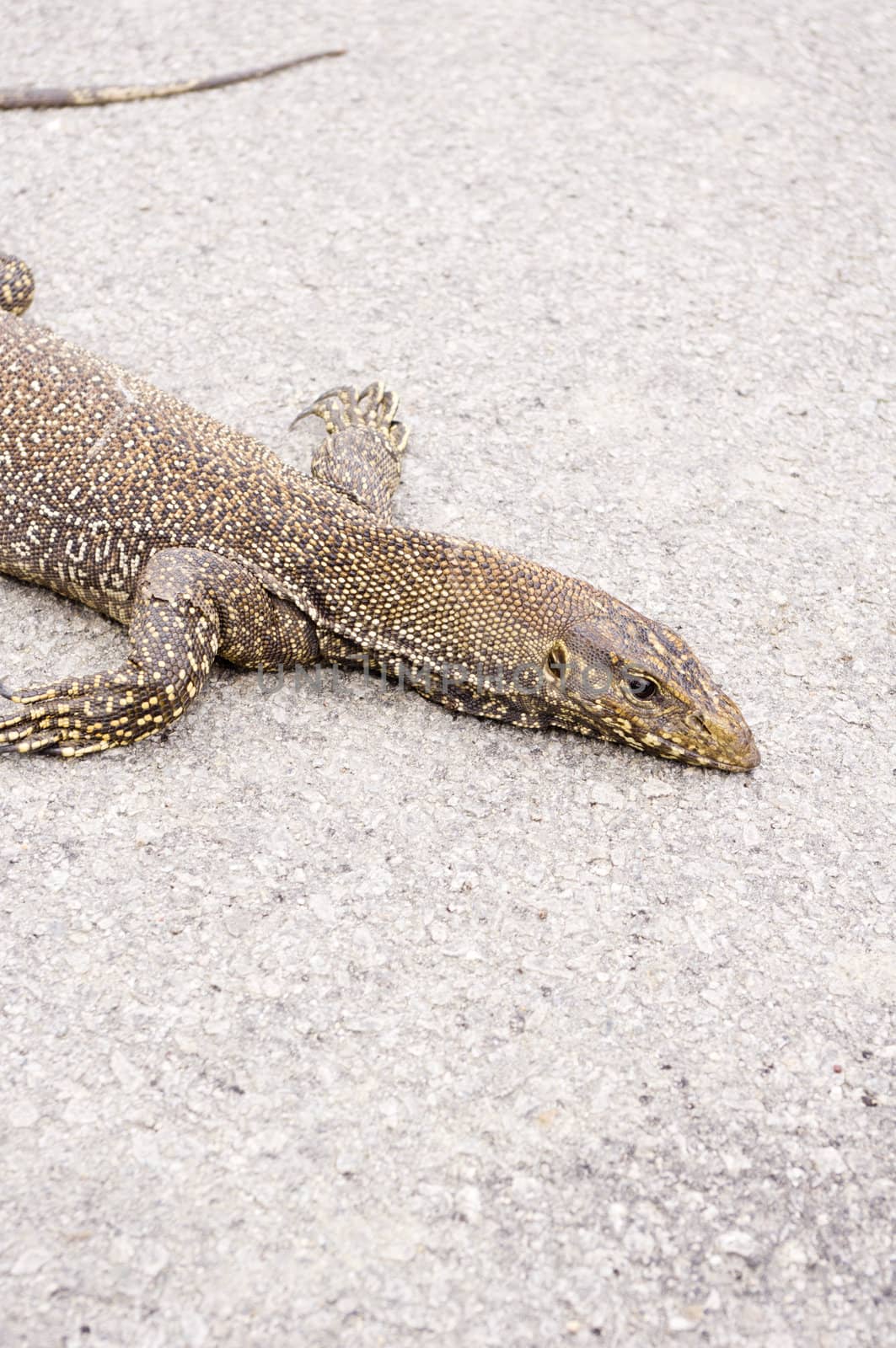 monitor lizard, can be found in many asian countries. 