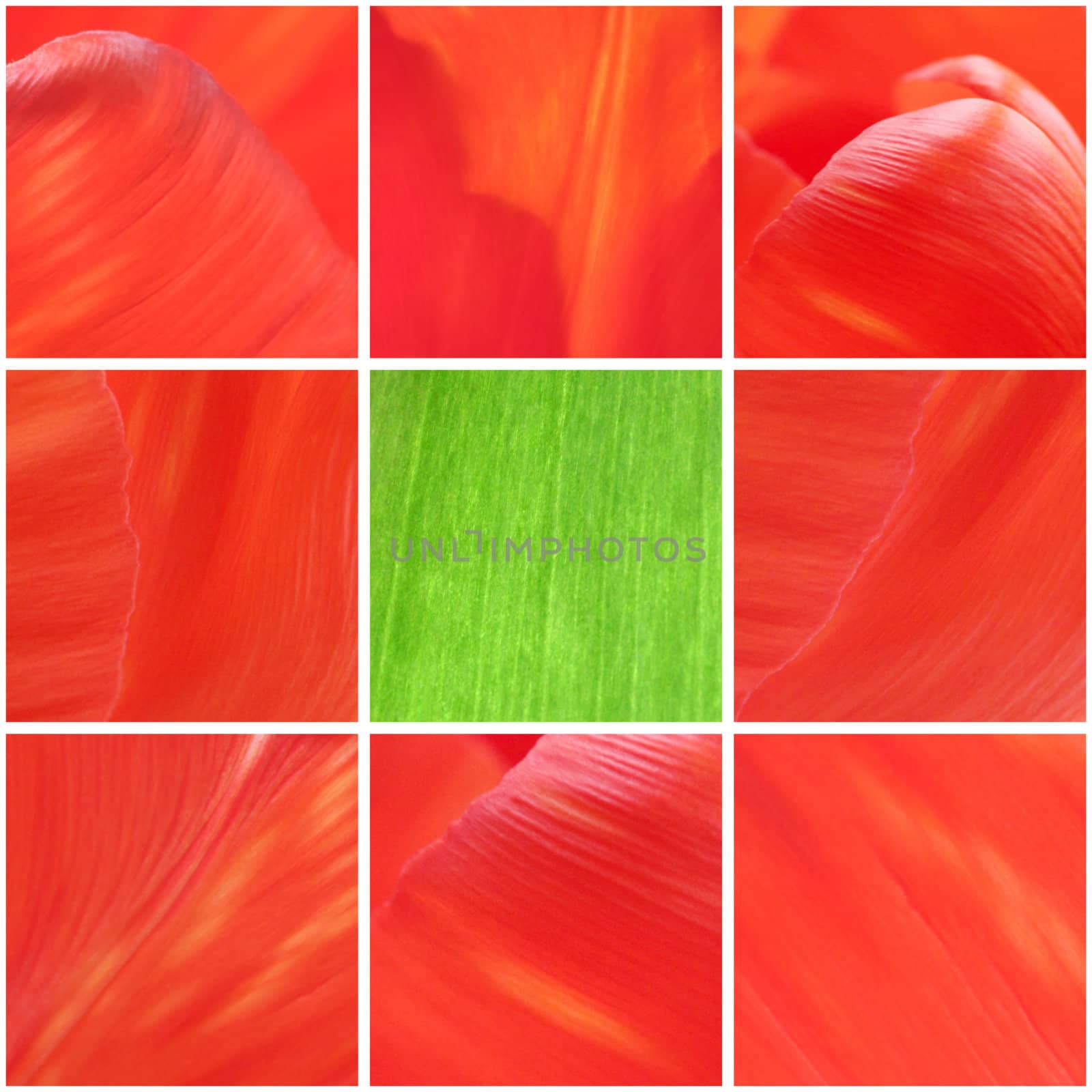 collage with macro photos of tulip petals and leaf