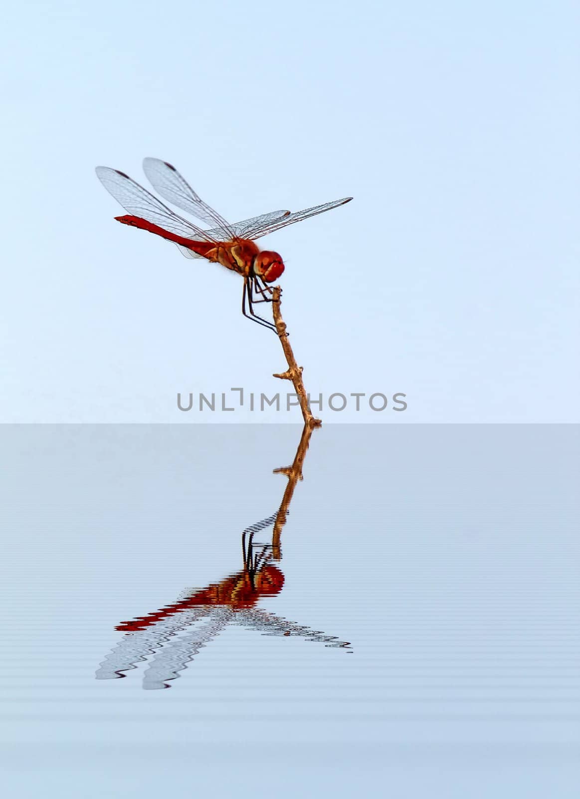 Beautiful typical red scarlet dragonfly of Camargue standing on a little branch with water reflection, France