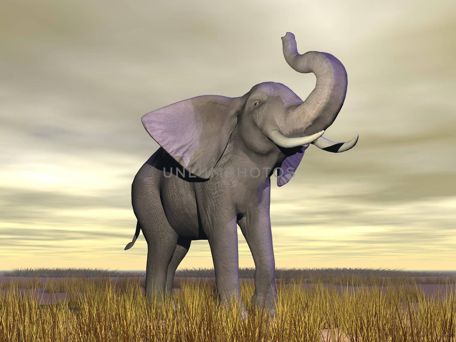 Elephant with trunk up standing in the savannah by cloudy day